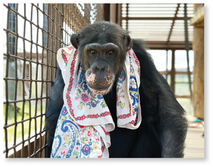 Chimpanzee Sanctuary Northwest 2024 Calendar