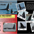 Load image into Gallery viewer, Nobby the Orca by Dr. Ingrid Visser & Kate Norton