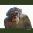 Load image into Gallery viewer, Project Chimps Notecard Set