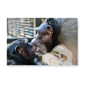 Project Chimps 2024 Calendar