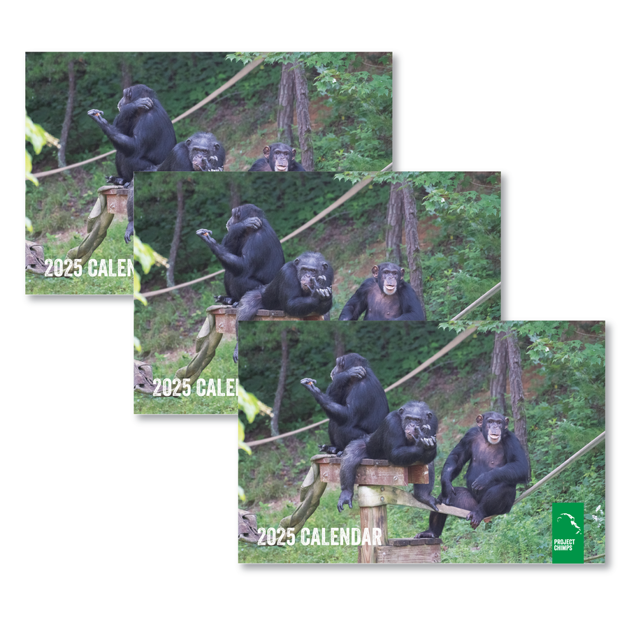 Project Chimps 2025 Calendar - 3 PACK