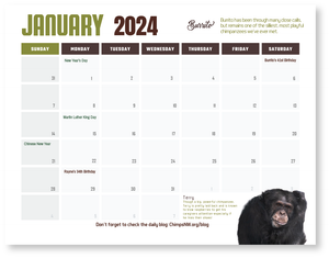 Chimpanzee Sanctuary Northwest 2024 Calendar - PRESALE