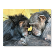Load image into Gallery viewer, Chimpanzee Sanctuary Northwest 2026 Calendar
