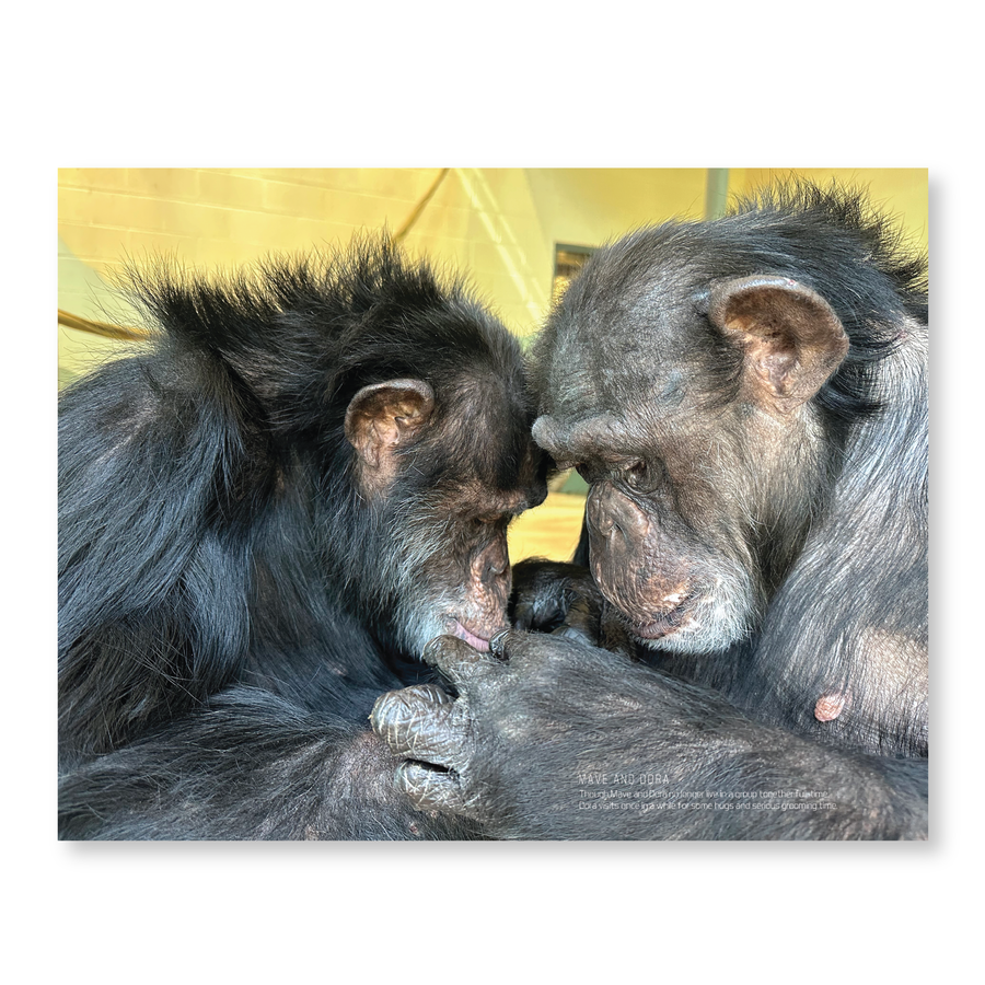 Chimpanzee Sanctuary Northwest 2026 Calendar