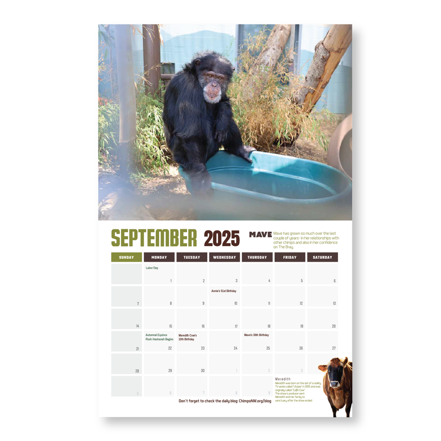 Chimpanzee Sanctuary Northwest 2025 Calendar - PRESALE