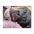 Load image into Gallery viewer, Chimpanzee Sanctuary Northwest 2027 Calendar
